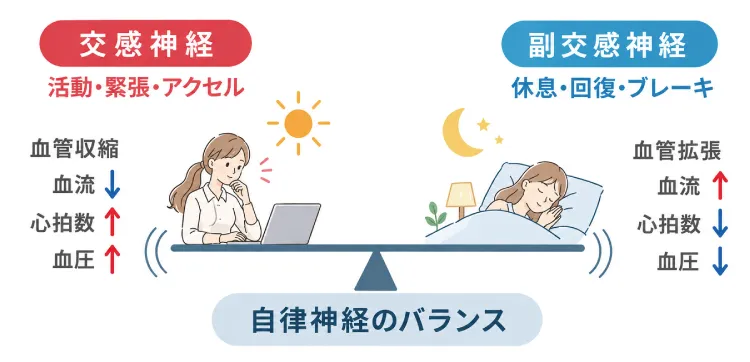 自律神経のイメージ